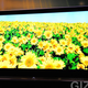 Illustration for article titled Sharps Fanciest New TVs: The 4-Color LE920 Series